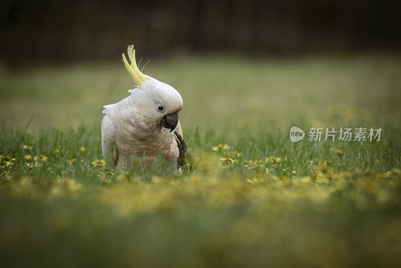 凤头鹦鹉(Cacatua galerita)